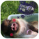 搞怪猪动态壁纸 v1.0  Android版 